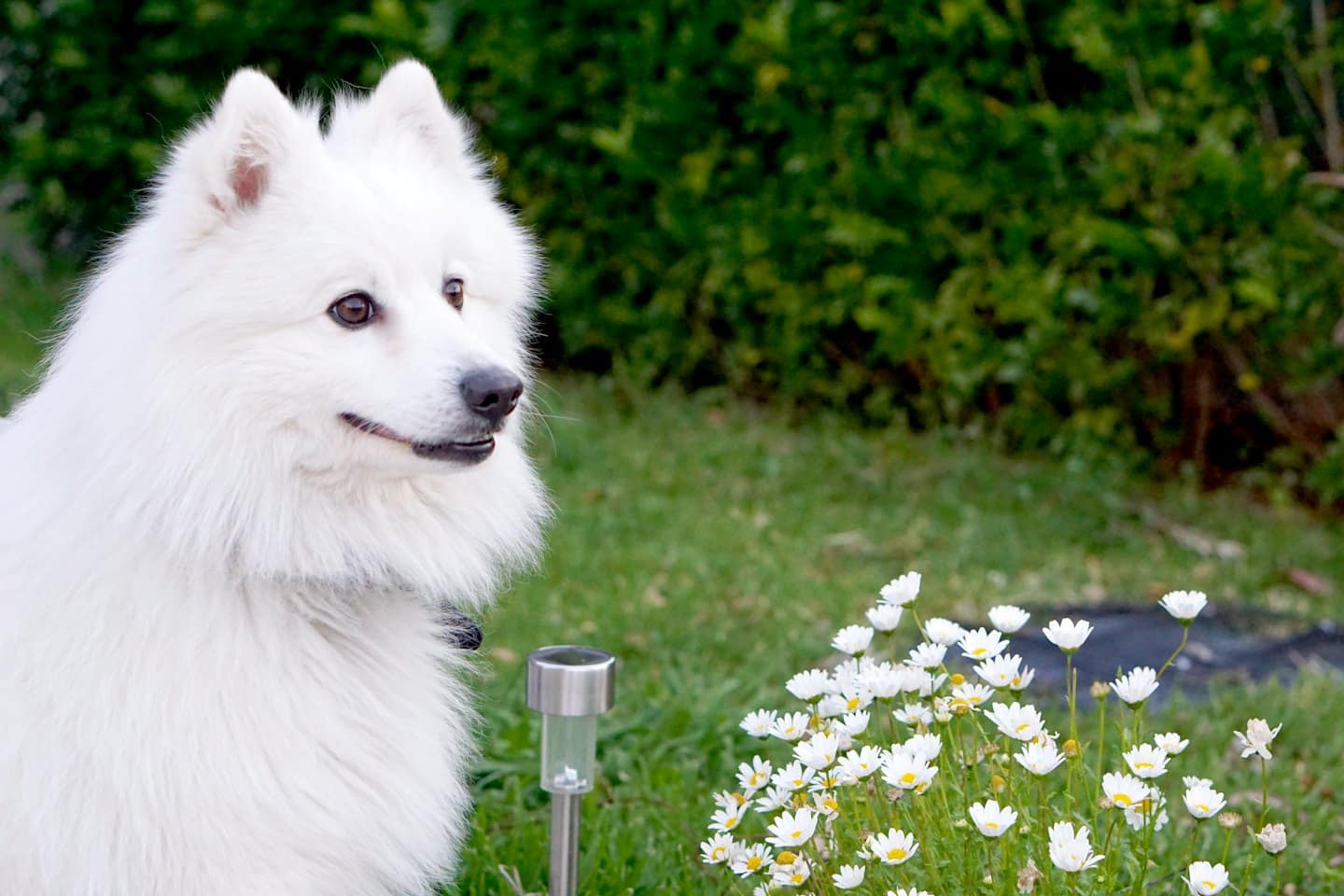 Fluffy white dog sitting in a lush green garden.